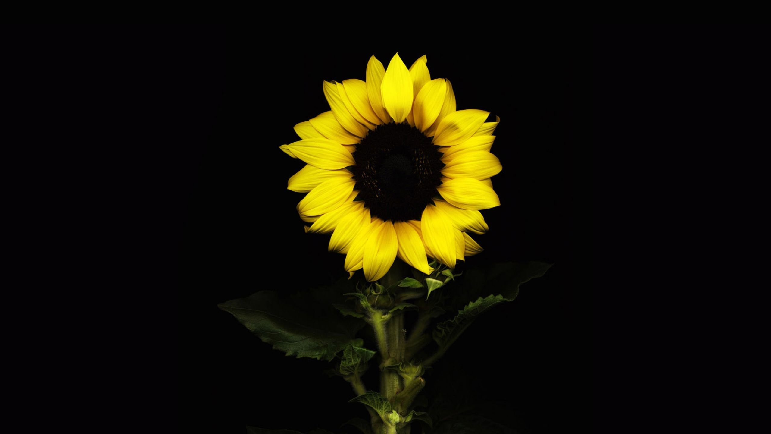 Download Wallpaper 2560x1440 Sunflower, Black background, With ...