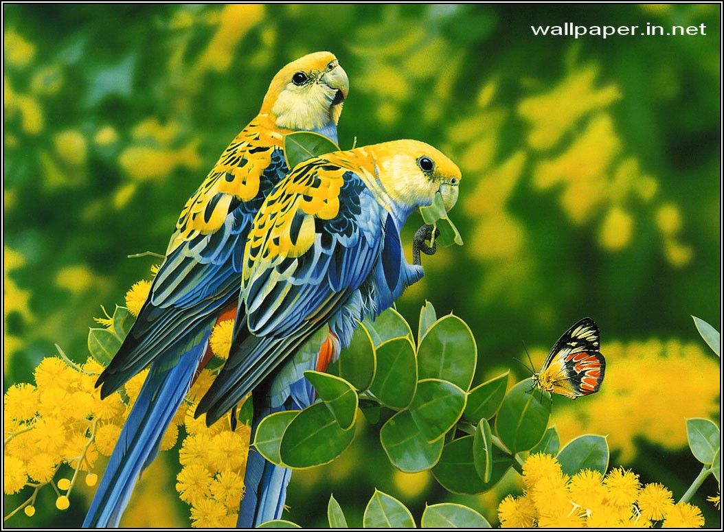 Free download tweety bird wallpaper