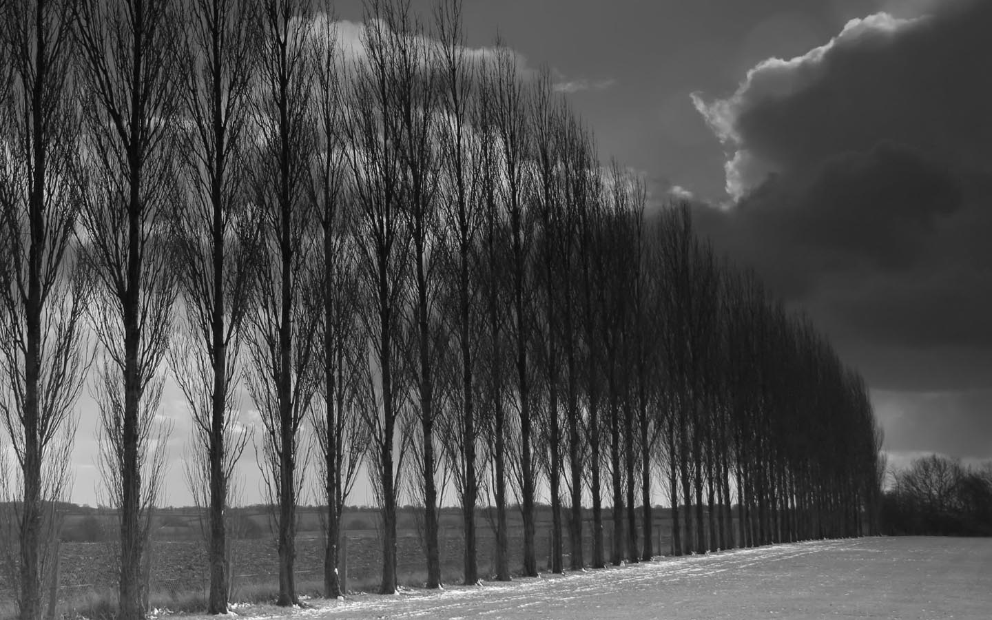 Black and White Wallpaper of a Row of Poplar Trees