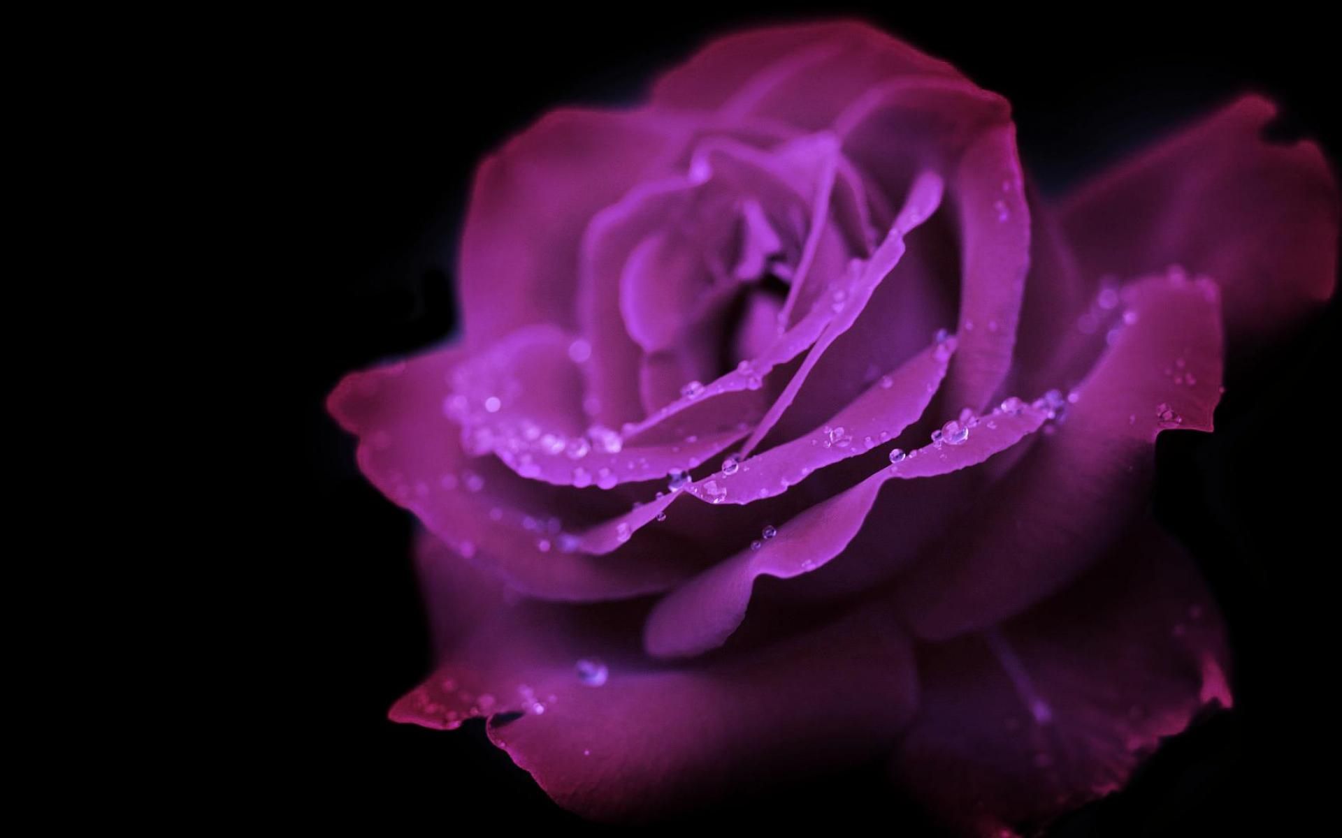 Mauve rose - (#127003) - High Quality and Resolution Wallpapers on ...