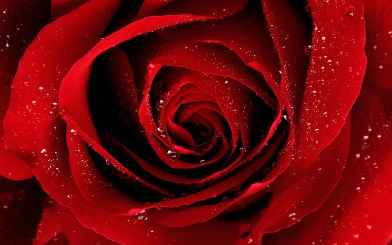 Beautiful Roses Wallpapers Free Download – Valentine Week 2016