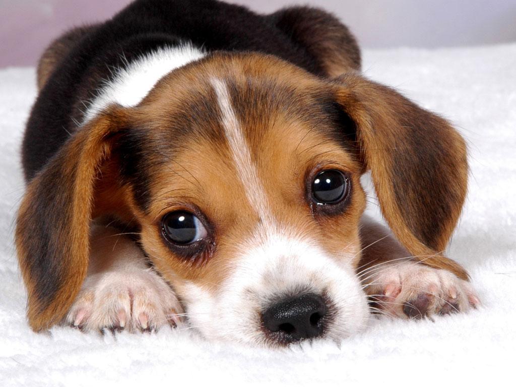 Puppy Wallpapers Free