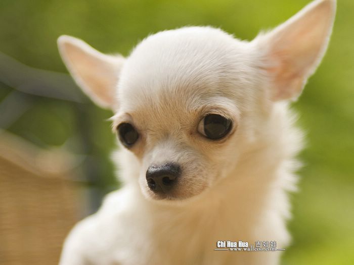 Download Free Chihuahua Puppies Wallpaper - The Quotes Land